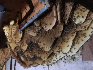 bee wasp hornet control removal