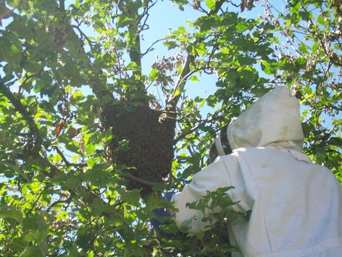 bee removal hive tree