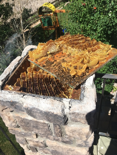 honey bee hive humane removal