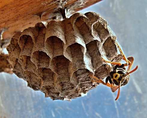 wasp removal hive