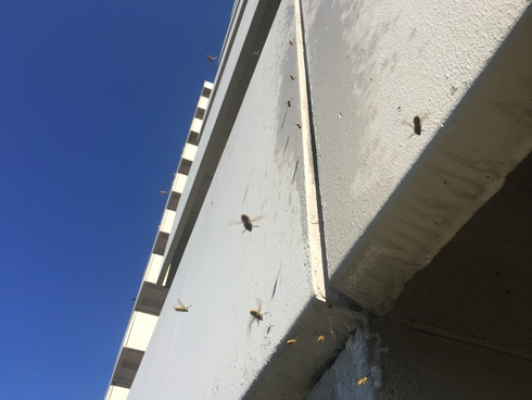 yellow jacket hive removal control