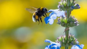 Bumblee bee on a blue flower